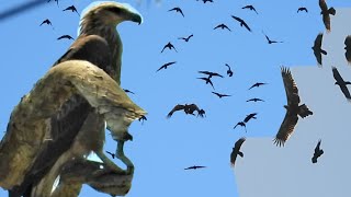 Amazing Eagle vs Crows Aerial Crows Mobbing the magnificent Wedge Tailed Eagle [upl. by Rinee]