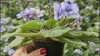 Mastering African Violet Propagation Made Easy [upl. by Gilles]