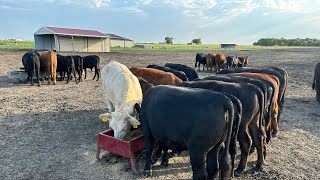 Need to Start Hauling Cattle to Market [upl. by Eita]