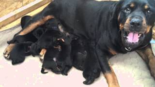 Rottweiler Puppies with Mom 1 week old [upl. by Neeleuqcaj7]