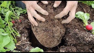 What does notill soil look like after 7 years of intensive farming [upl. by Nogam]