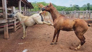 MINHA ÉGUA NÃO ESTA PRENHA Bruta lascou o pé no cavalo [upl. by Bianchi843]