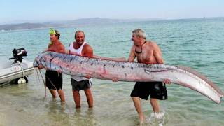 Le Régalec  à la recherche du serpent de mer géant [upl. by Aniret]