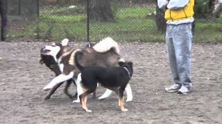 Husky Puppy VS Malamute Puppy [upl. by Shanks]