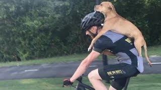 Il ciclista trova un cane che è stato investito Ciò che succede [upl. by Tima448]