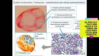 1 Parenquima Características e Funçoes 14 [upl. by Straub]