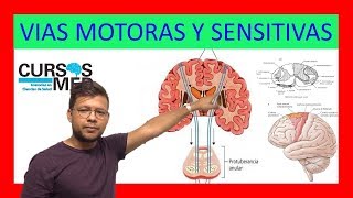 VÍAS SENSITIVAS Y VIAS MOTORAS ✅ [upl. by Ivanah]