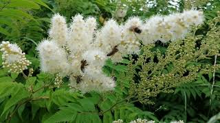 Tawlina Jarzębolistna pszczoły pożytek oblot rośliny miododajneSorbaria sorbifolia 2019 r [upl. by Teews]