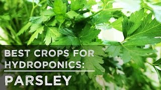 Best Crops for Hydroponics Parsley [upl. by Dryden]