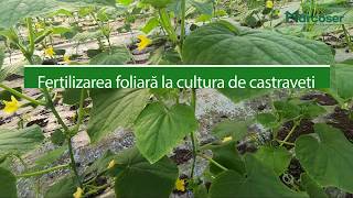 🥒 Fertilizarea foliară la cultura de castraveți  Ferma Marcoser [upl. by Nuahsal]