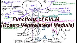 Basic functions of RVLM  Rostro Ventrolateral Medulla BP regulation [upl. by Kampmeier562]