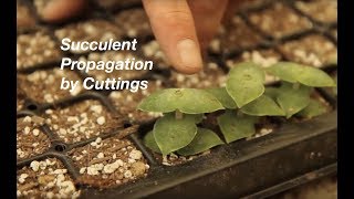 How to Propagate Stacked Crassulas [upl. by Wiburg]