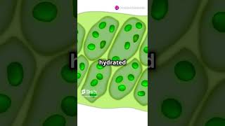 What is a Vacuole Explained biology facts cellbiology science highlights knowledge yt [upl. by Enetsuj]