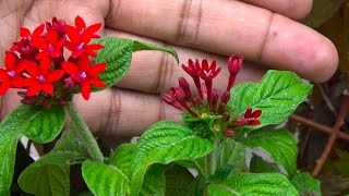 Ik or Flowering Plant a Gia  Pentas lanceolata  Pentas Flower  Permanent Plants for Pots [upl. by Stallworth]