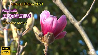 【4K HDR】Magnolia tree and flowers 玉蘭樹和玉蘭花Virtual China 20214K Shanghai [upl. by Eldreeda]