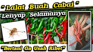 🔴 Metode Baru‼️Cara Paling Ampuh Mengatasi Hama  Lalat Buah Ulat Daun Kutu Belalang tanaman [upl. by Odlanir277]