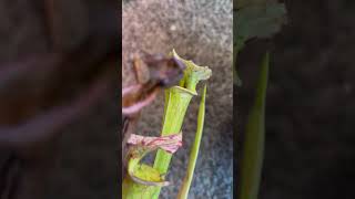 SORTING THE SARRACENIA garden plants carnivorousplants [upl. by Torie]