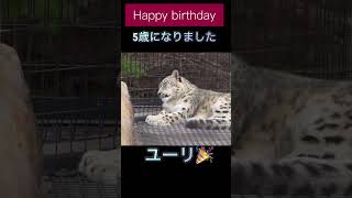 ユーリ5歳おめでとう🎊旭山動物園ユキヒョウのユーリ（7月19日） [upl. by Aniratac468]