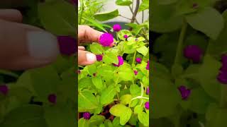 Gomphrena flower care nd tips gomphrena ytshorts gardening flowerplant [upl. by Awuhsoj]