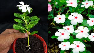 Propagation of Vinca  Periwinkle Plant From Vinca  Periwinkle Cutting With Onion [upl. by Gussy]