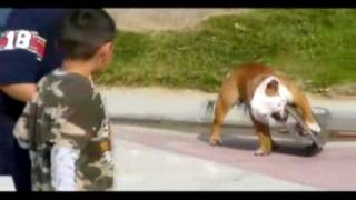 The Doughboys Maybe Ive Gone Crazy Tillman the Skateboarding Bulldog  Extreme Sports [upl. by Lundberg]