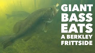 Giant Bass Eats a Berkley Frittside shorts [upl. by Elstan805]