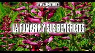 LA FUMARIA O PALOMILLA ¿PARA QUE SIRVE  PLANTAS SILVESTRES MEDICINALES [upl. by Suirtemed]