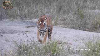 A Roaring Tiger  One of the most amazing sounds [upl. by Llenral]