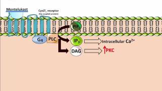 Montelukasts  Mechanism of Action [upl. by Anelle631]