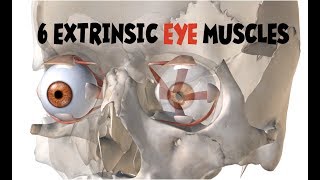 Extrinsic Eye Muscles Extraocular Muscles [upl. by Sneed]