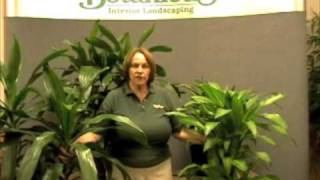 Prune this How to care for and prune the Dracaena family commonly known as a Corn plant [upl. by Yelkreb]