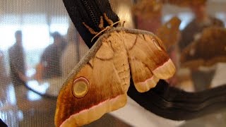 Antheraea mylitta  Saturniid Moth  Pfauenspinner [upl. by Oznerol458]