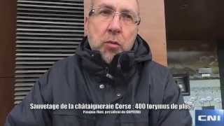 Sauvetage de la châtaigneraie Corse  400 torymus de plus pour lutter contre le le cynips [upl. by Assirim]