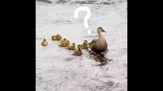 Mother duck notices that one baby is missing [upl. by Raseda]