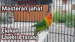 Masteran lovebird ngekek panjang efektif memancing emosi Bunyi semua labet ikut ngekek [upl. by Annua]