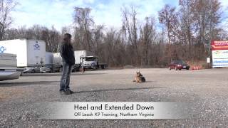 German Shepherd quotConanquot BeforeAfter Video Electronic Collar Training Northern Virginia [upl. by Akeimahs]