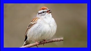 Chipping Sparrow Bird Singing Calling Chirping  Gorrión Cejas Blancas Canto  Spizella Passerina [upl. by Tresa318]