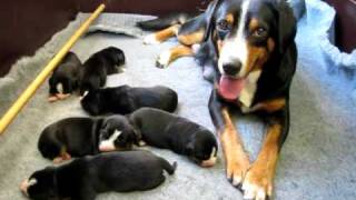 Entlebucher Sennenhonden  Kennel van de Malpieheide [upl. by Annoved33]