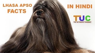 Lhasa Apso Dog Facts In Hindi  Dog Facts  Popular Dogs  The Ultimate Channel [upl. by Drauode87]