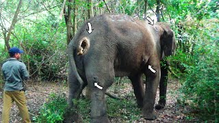 Treating Tusker Elephant suffered with Abscesses all over the body after a duel with another tusker [upl. by Akyssej756]