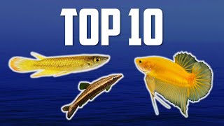 10 Top Dwelling Fish for Your Aquarium [upl. by Aiynat]