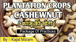 Plantation Crop  Cashewnut  Horticulture  By  Kajal Maam [upl. by Chappelka]