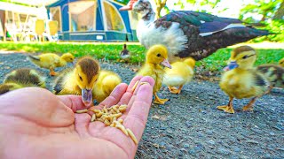 BABY EENDJES ETEN ALLES VANUIT MIJN HAND 2542 [upl. by Cirde]