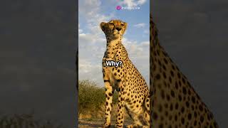 What Do Cheetahs Eat Kingdom Zoo shorts youtubeshorts cheetah diet food eat hunting [upl. by Nielsen193]