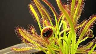 Drosera Capensis time lapse eating a fly HD with a surprise [upl. by Leiruh697]