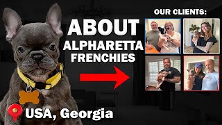 About French Bulldogs breeders Alpharetta Frenchies [upl. by Kurland]