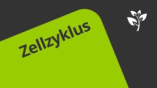 Gut erklärt Die Phasen des Zellzyklus  Biologie  Genetik [upl. by Caundra310]