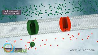 The Excitable Cell And Resting Membrane Animation [upl. by Essa]