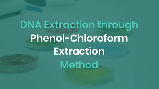 Easy DNA Extraction  PhenolChloroform Method  Steps [upl. by Annmarie]