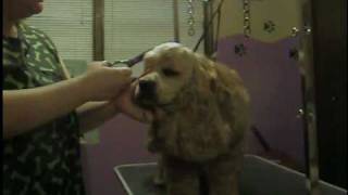 Cocker Spaniel grooming part 2 [upl. by Krueger]